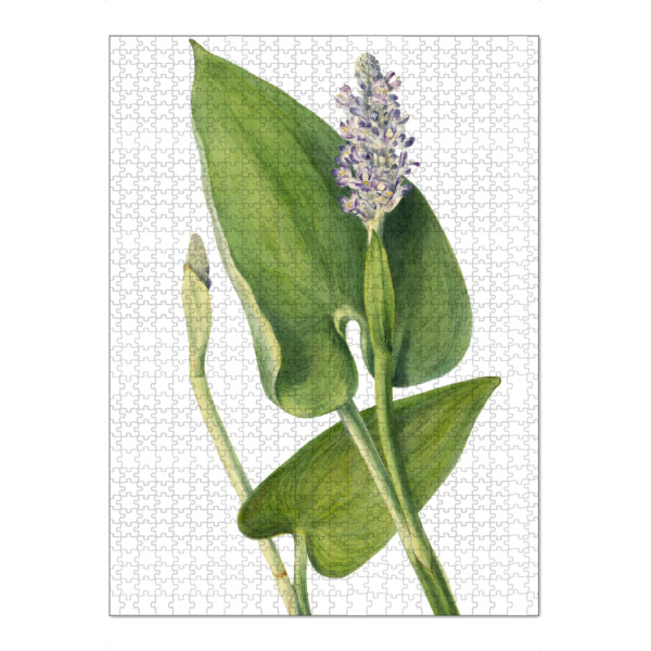 Puzzle Ravensburger "Pickerelkraut" artboxONE - Natur,Floral,Liebe,Für Mama,Für Papa