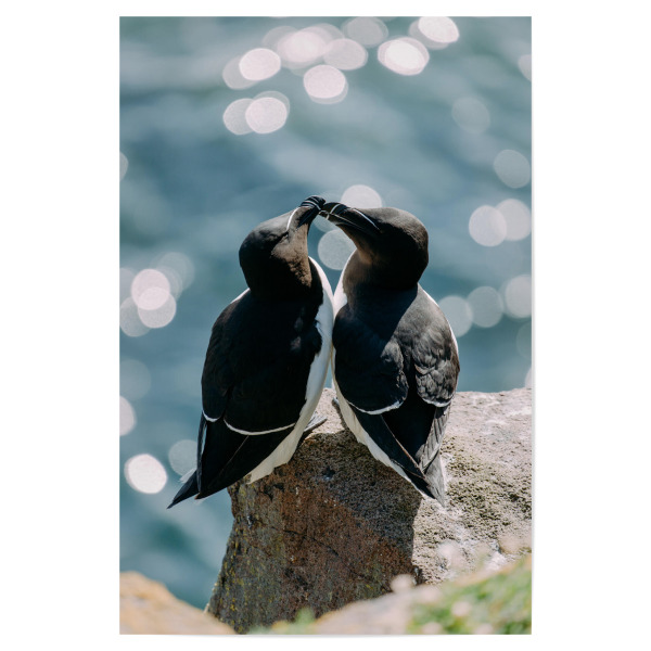 Poster 30x20 cm "Zwei Tordalke" artboxONE - Natur,Reise,Tiere