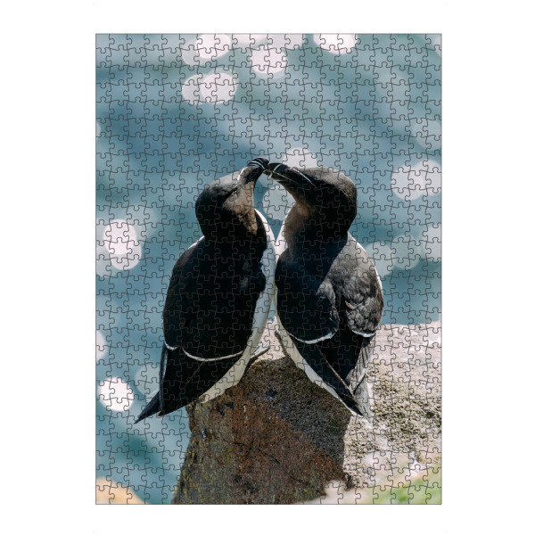 artboxONE Puzzle "Zwei Tordalke" artboxONE - Natur,Reise,Tiere