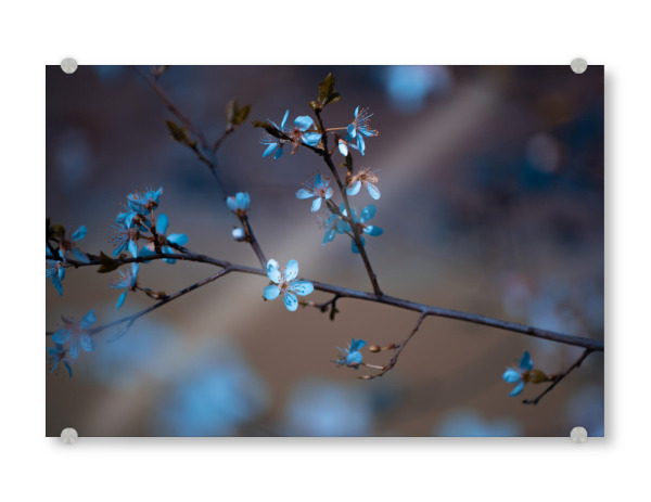 Acrylglasbild "Blütenzauber" artboxONE - Natur,Floral