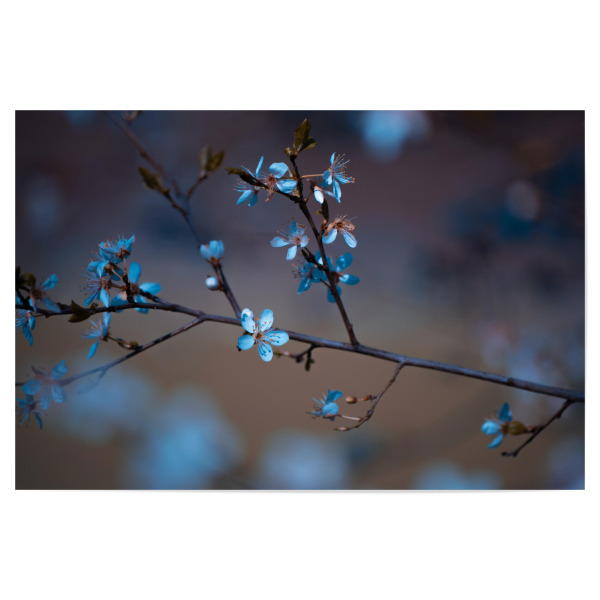 Poster 30x20 cm "Blütenzauber" artboxONE - Natur,Floral