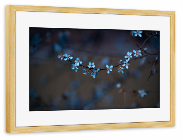 Poster mit Rahmen kiefer "Blüten im Frühling" artboxONE - Natur,Floral