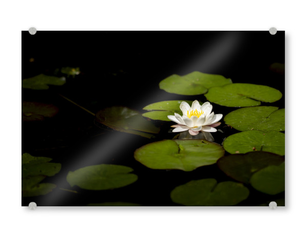 Acrylglasbild "Lily Of The Pond" artboxONE - Natur,Floral,Für Mama