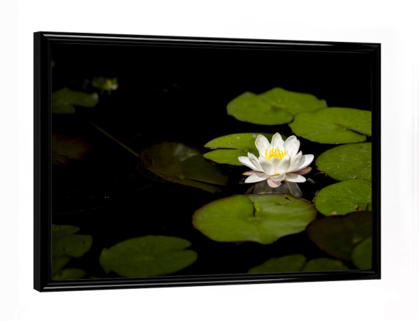 Poster mit schwarzem Rahmen "Lily Of The Pond" artboxONE - Natur,Floral,Für Mama