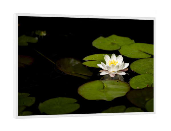 Poster mit weißem Rahmen "Lily Of The Pond" artboxONE - Natur,Floral,Für Mama