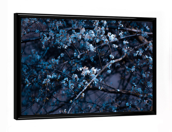 Poster mit schwarzem Rahmen "Blütenrausch" artboxONE - Natur,Floral