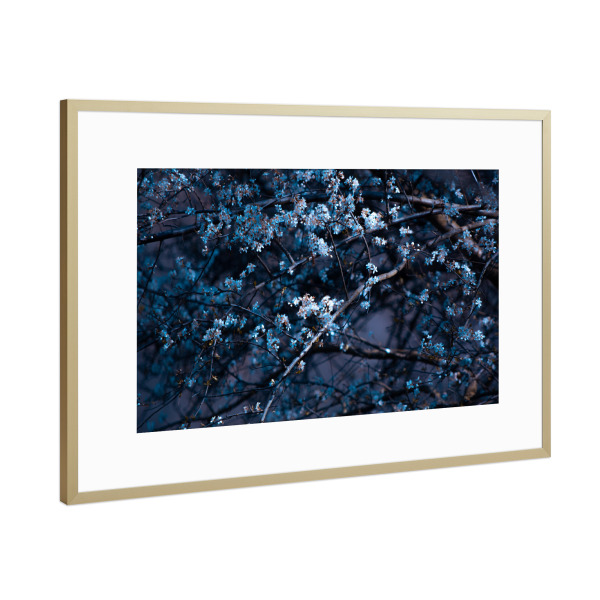 Poster mit Rahmen Gold "Blütenrausch" artboxONE - Natur,Floral