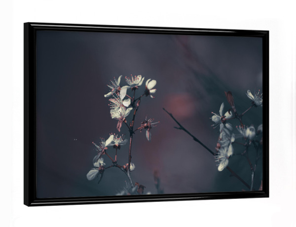 Poster mit schwarzem Rahmen "Frühlingsblüten" artboxONE - Natur,Floral