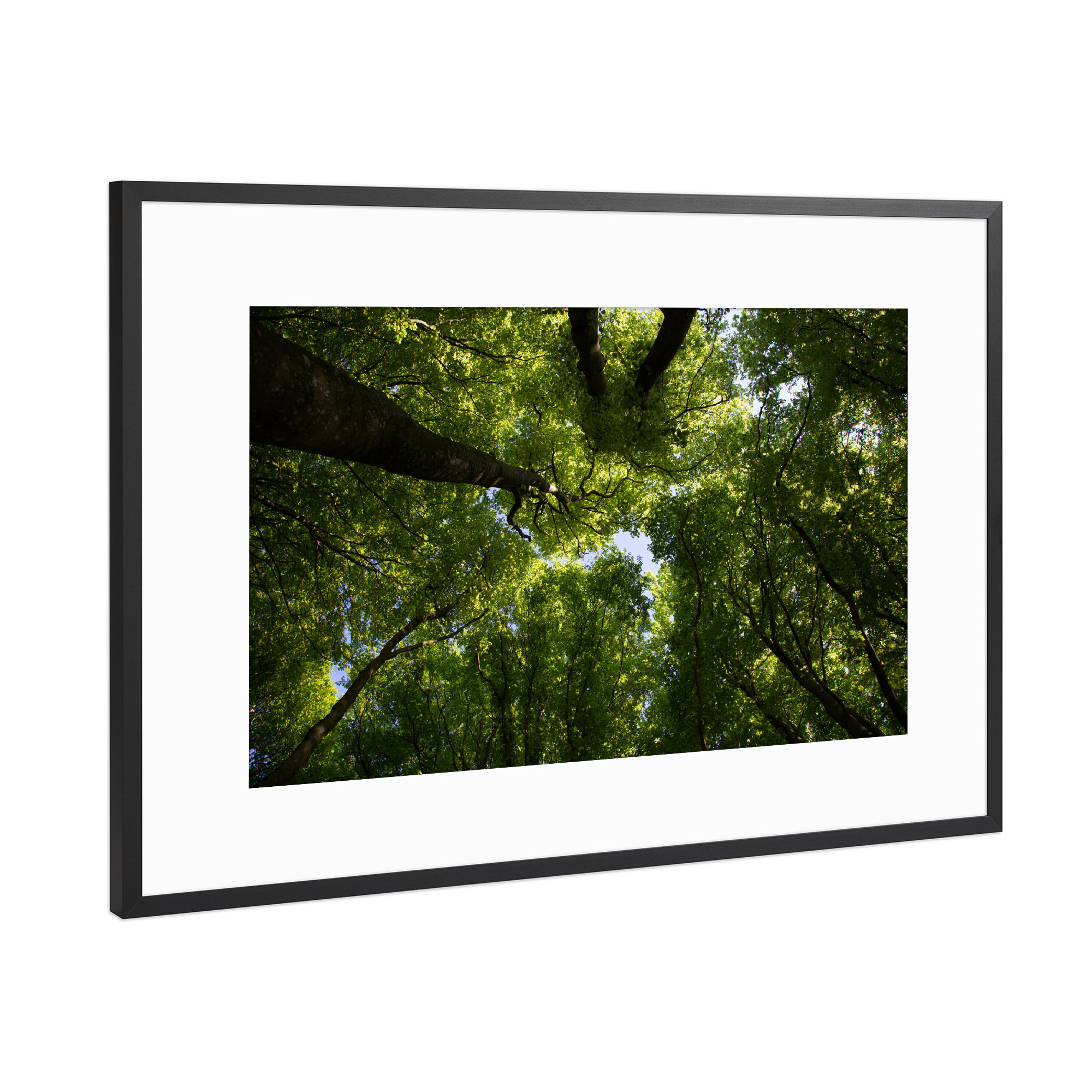 Poster mit Rahmen Schwarz (Metallic) "Wunderschöner Waldblick" artboxONE - Natur,Reise,Floral