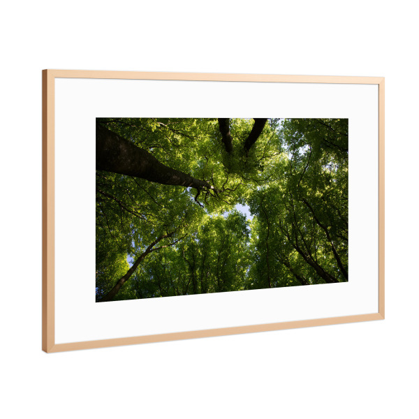Poster mit Rahmen Kupfer "Wunderschöner Waldblick" artboxONE - Natur,Reise,Floral