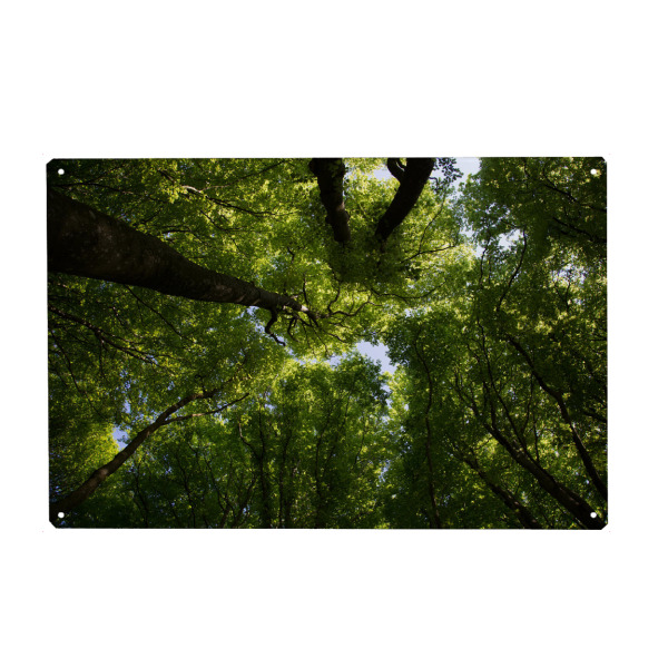 Metall Poster "Wunderschöner Waldblick" artboxONE - Natur,Reise,Floral