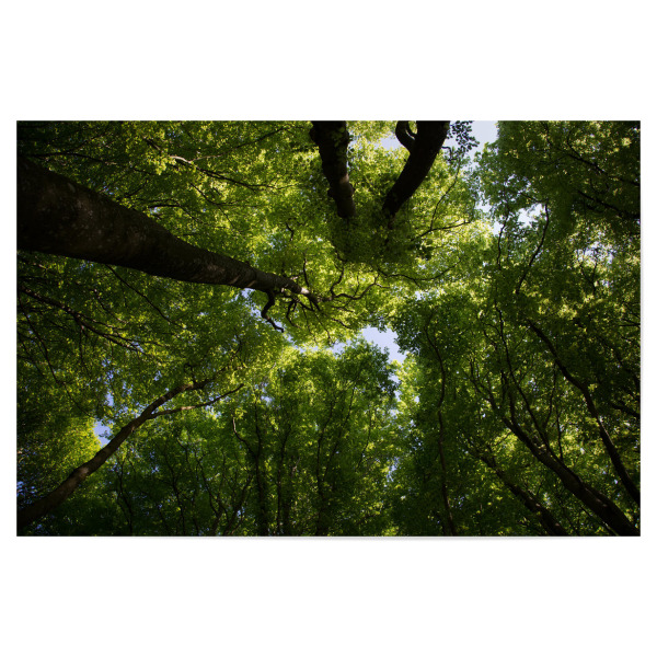 Poster 30x20 cm "Wunderschöner Waldblick" artboxONE - Natur,Reise,Floral