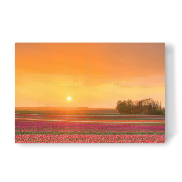 Leinwandbild "Tulpenfeld im Sonnenuntergang" artboxONE - Natur,Floral