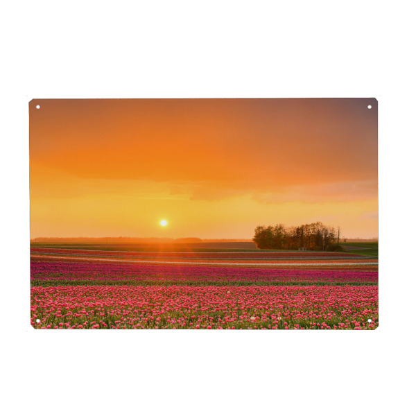 Metall Poster "Tulpenfeld im Sonnenuntergang" artboxONE - Natur,Floral