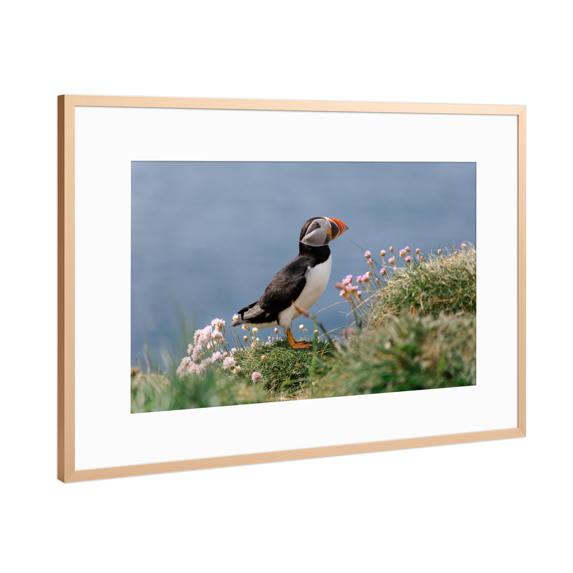 Poster mit Rahmen Kupfer "Papageientaucher zwischen Blumen" artboxONE - Natur,Reise,Tiere