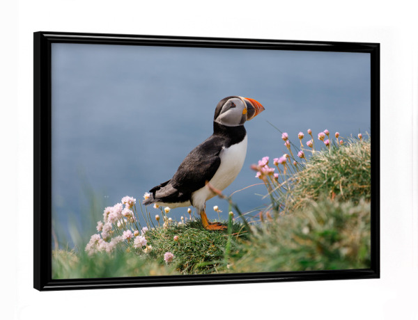 Poster mit schwarzem Rahmen "Papageientaucher zwischen Blumen" artboxONE - Natur,Reise,Tiere