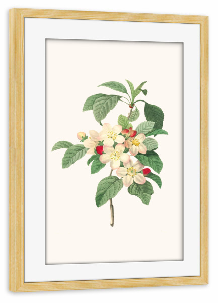 Poster mit Rahmen kiefer "Vintage antike Blume - f" artboxONE - Floral - Pflanzen,Niedlich,Hübsch,Blume,Blumen,Rot,Rosa,Wilde blume