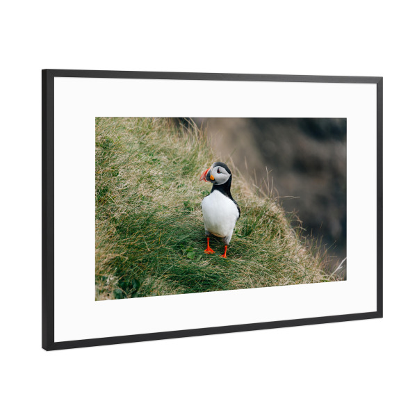 Poster mit Rahmen Schwarz (Metallic) "Papageientaucher am Fels" artboxONE - Natur,Reise,Tiere,Buchstaben / P,Buchstaben / V