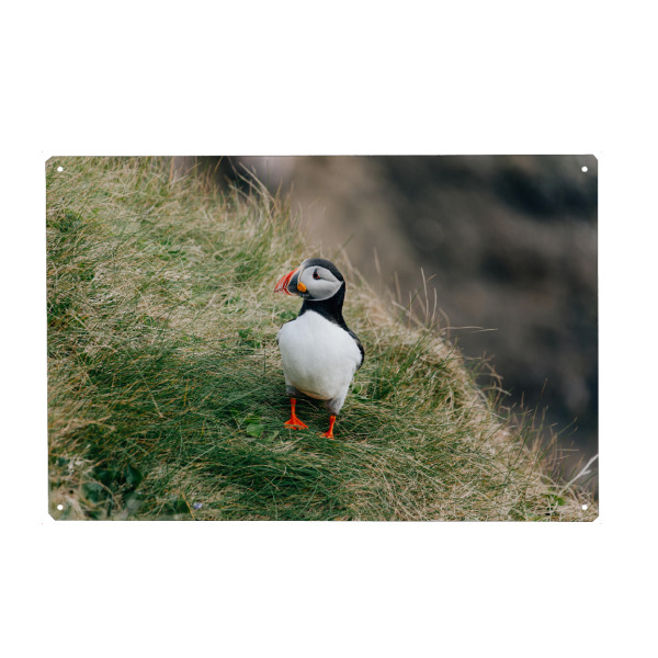 Metall Poster "Papageientaucher am Fels" artboxONE - Natur,Reise,Tiere,Buchstaben / P,Buchstaben / V