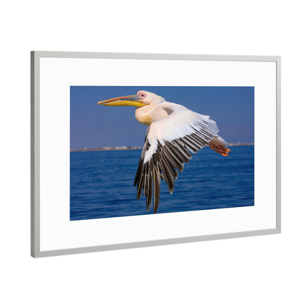 Poster mit Rahmen Silber "Ein Rosa Pelikan im Flug" artboxONE - Tiere - Pelikan,Vogel,Rosa pelikan,Wildlife,Fliegen,Flug,Namibia,Safari