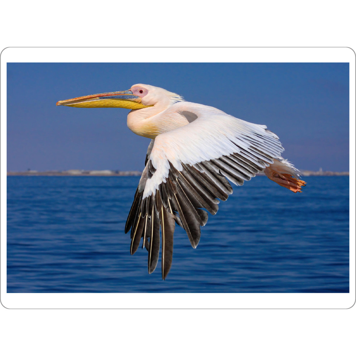 Tischset "Ein Rosa Pelikan im Flug" artboxONE - Tiere - Pelikan,Vogel,Rosa pelikan,Wildlife,Fliegen,Flug,Namibia,Safari - Bild pelikan