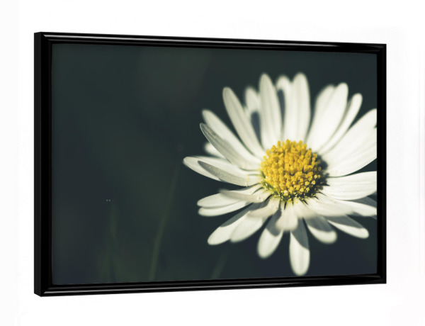 Poster mit schwarzem Rahmen "Das Gänseblümchen" artboxONE - Natur,Floral,Für Mama