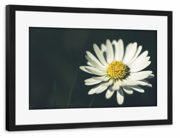 Poster mit Rahmen schwarz "Das Gänseblümchen" artboxONE - Natur,Floral,Für Mama