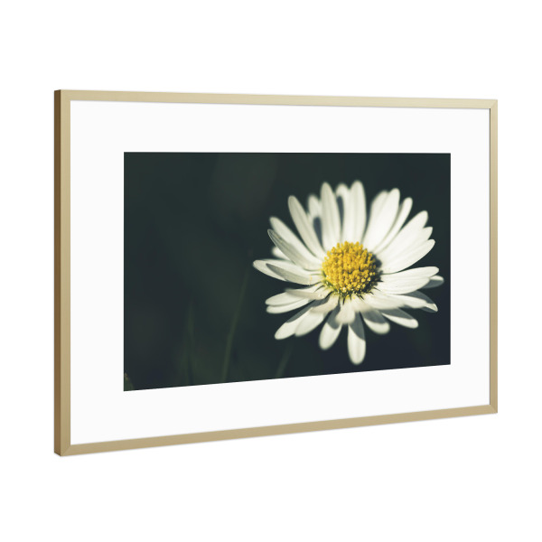 Poster mit Rahmen Gold "Das Gänseblümchen" artboxONE - Natur,Floral,Für Mama