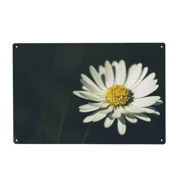 Metall Poster "Das Gänseblümchen" artboxONE - Natur,Floral,Für Mama