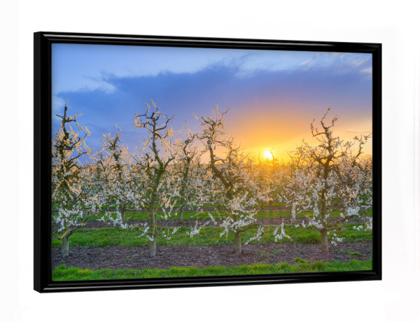 Poster mit schwarzem Rahmen "Blühende Apfelbäume im Frühling" artboxONE - Natur