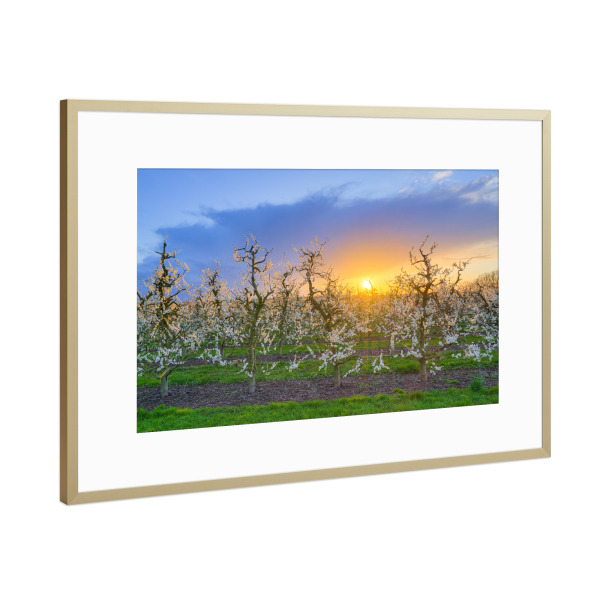 Poster mit Rahmen Gold "Blühende Apfelbäume im Frühling" artboxONE - Natur