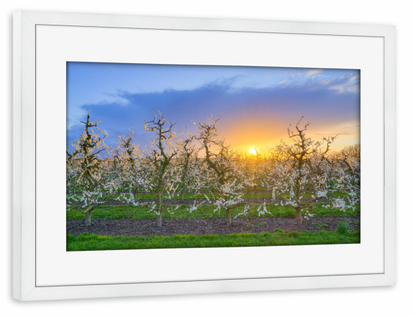 Poster mit Rahmen weiß "Blühende Apfelbäume im Frühling" artboxONE - Natur