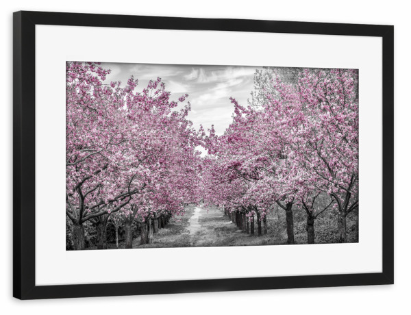 Poster mit Rahmen schwarz "Bezaubernde Kirschblütenallee" artboxONE - Natur,Floral