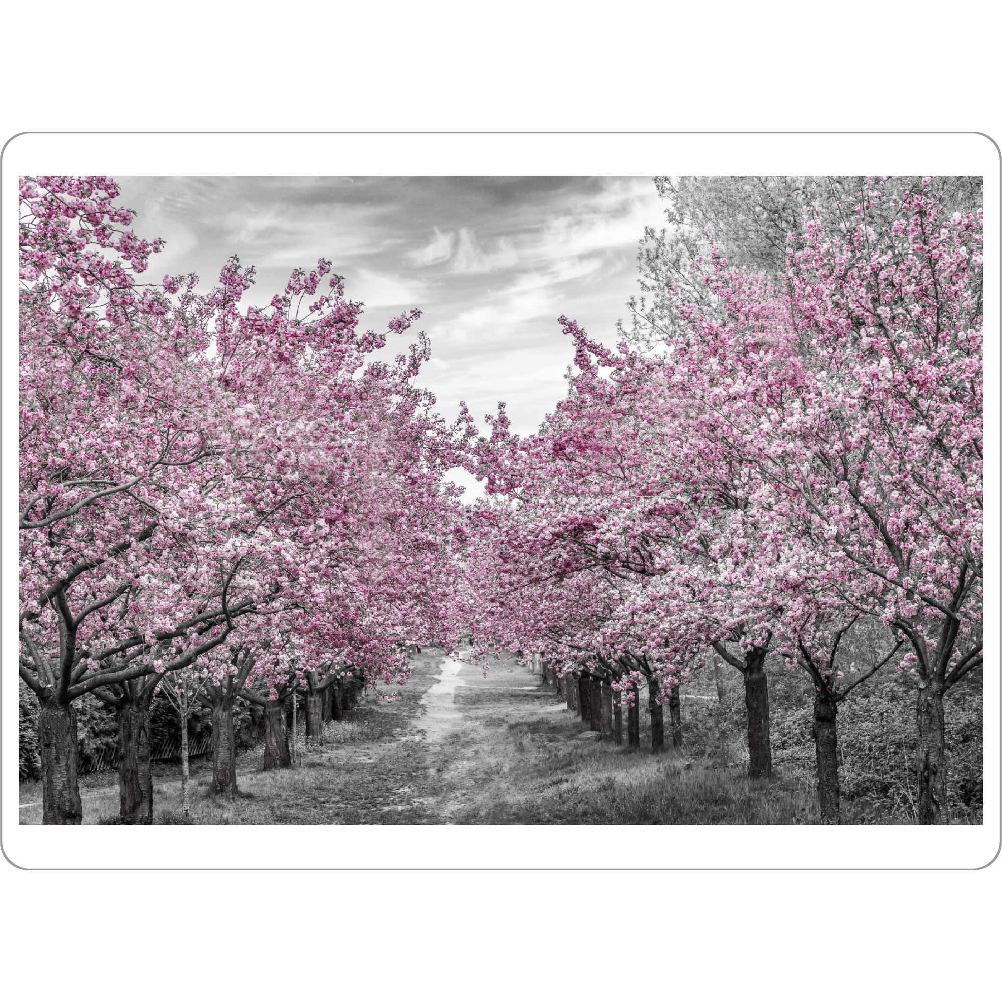 Tischset "Bezaubernde Kirschblütenallee" artboxONE - Natur,Floral