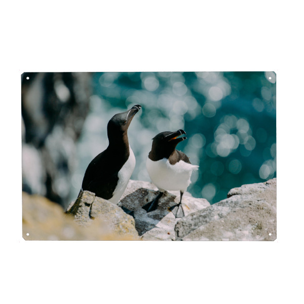 Metall Poster "Tordalke" artboxONE - Natur,Reise,Tiere