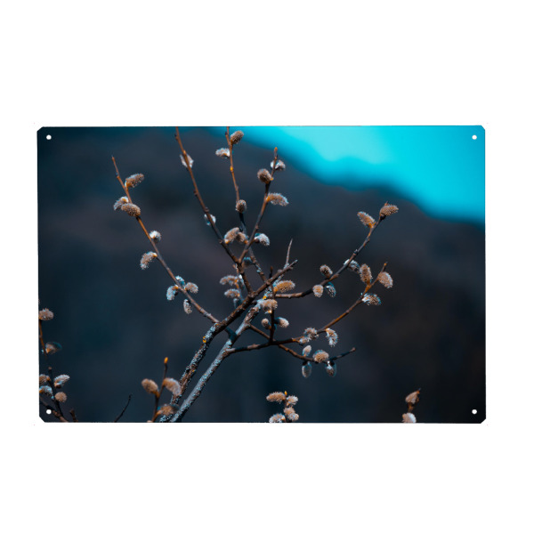 Metall Poster "Weidenkätzchen im Frühling" artboxONE - Natur,Floral