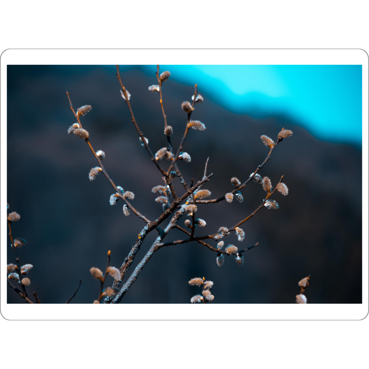Tischset "Weidenkätzchen im Frühling" artboxONE - Natur,Floral