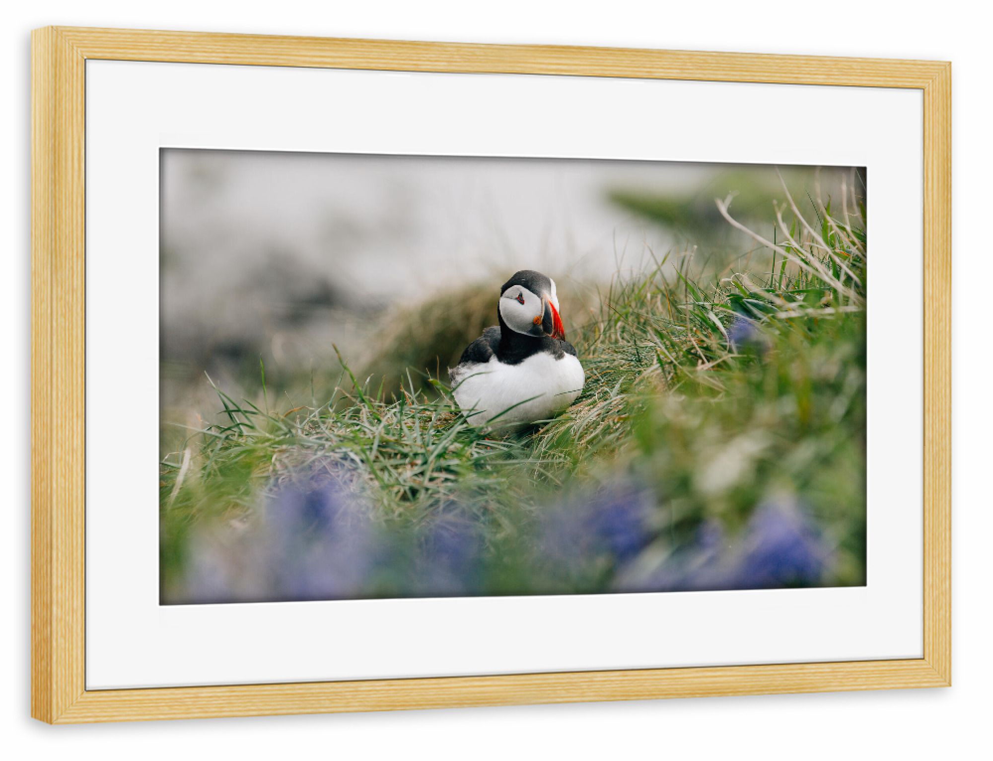 Poster mit Rahmen kiefer "Papageientaucher und Blumen" artboxONE - Natur,Reise,Tiere,Reise / Strand und Meer