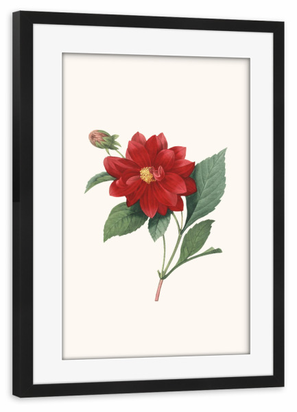 Poster mit Rahmen schwarz "Vintage antike Blume - b" artboxONE - Natur,Floral - Blume,Blumen,Vintage,Antik,Blüte,Illustration,Klassisch,Blüte,Rot,Rose