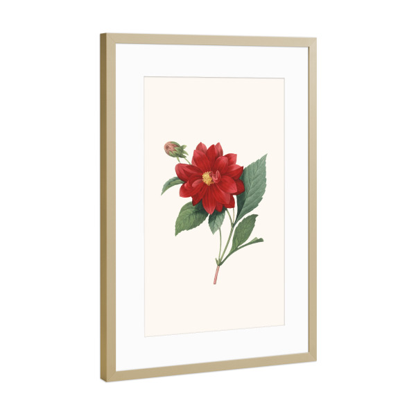 Poster mit Rahmen Gold "Vintage antike Blume - b" artboxONE - Natur,Floral - Blume,Blumen,Vintage,Antik,Blüte,Illustration,Klassisch,Blüte,Rot,Rose