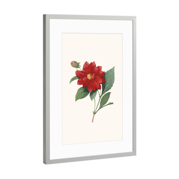 Poster mit Rahmen Silber "Vintage antike Blume - b" artboxONE - Natur,Floral - Blume,Blumen,Vintage,Antik,Blüte,Illustration,Klassisch,Blüte,Rot,Rose