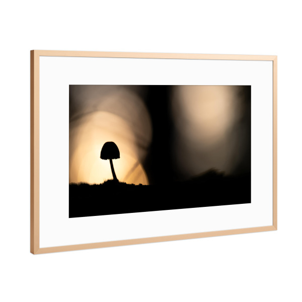 Poster mit Rahmen Kupfer "Pilz im Abendlicht" artboxONE - Natur