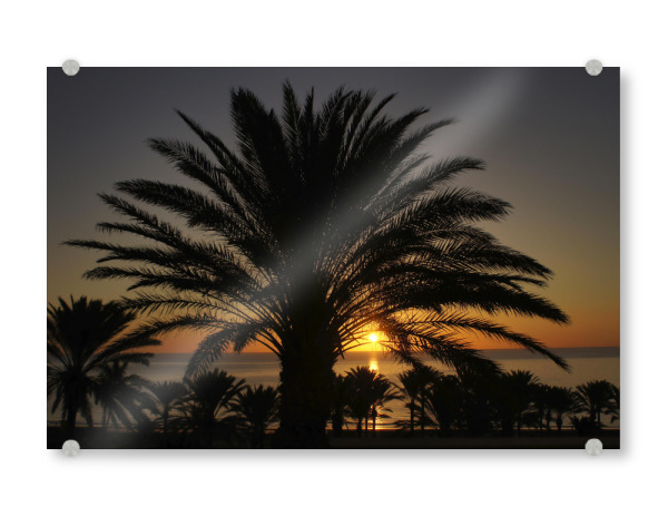 Acrylglasbild "Fuerteventura - Palme im Sunrise" artboxONE - Städte,Natur,Reise,Reise / Strand und Meer,Reise / Länder