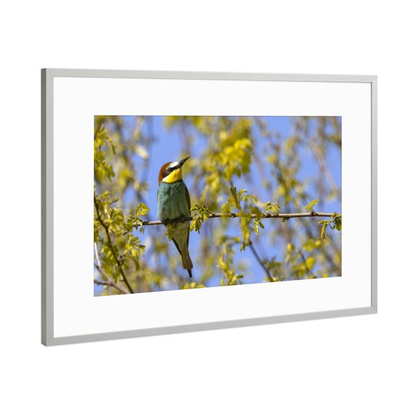 Poster mit Rahmen Silber "Bienenfresser auf einem Ast" artboxONE - Natur,Tiere - Bienenfresser,Vogel,Natur,Wildlife