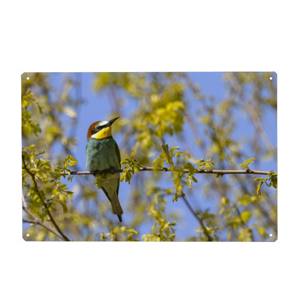 Metall Poster "Bienenfresser auf einem Ast" artboxONE - Natur,Tiere - Bienenfresser,Vogel,Natur,Wildlife - Blechschild