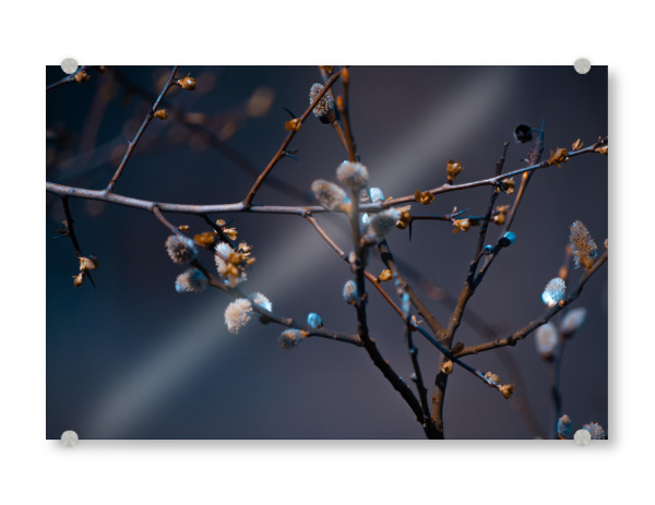 Acrylglasbild "Weidenbaum" artboxONE - Natur,Floral