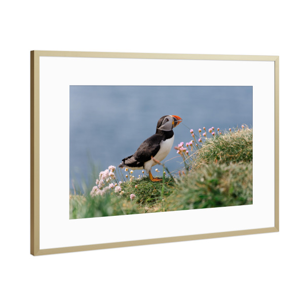 Poster mit Rahmen Gold "Papageientaucher mit Blumen" artboxONE - Natur,Reise,Tiere