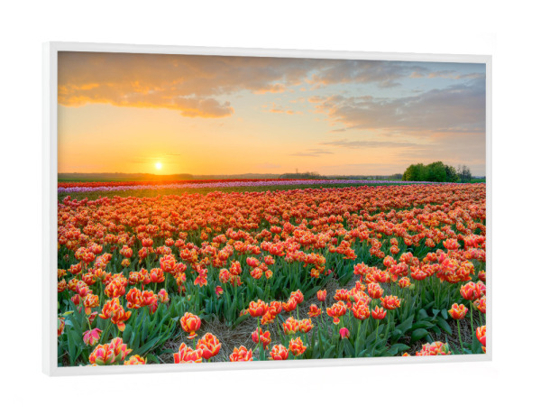 Poster mit weißem Rahmen "Abends im Tulpenfeld" artboxONE - Natur,Floral