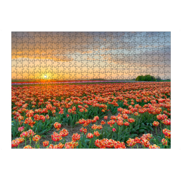 Puzzle Ravensburger "Abends im Tulpenfeld" artboxONE - Natur,Floral