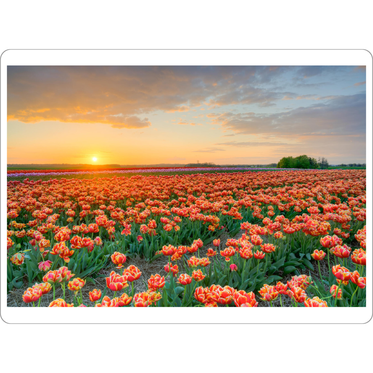 Tischset "Abends im Tulpenfeld" artboxONE - Natur,Floral